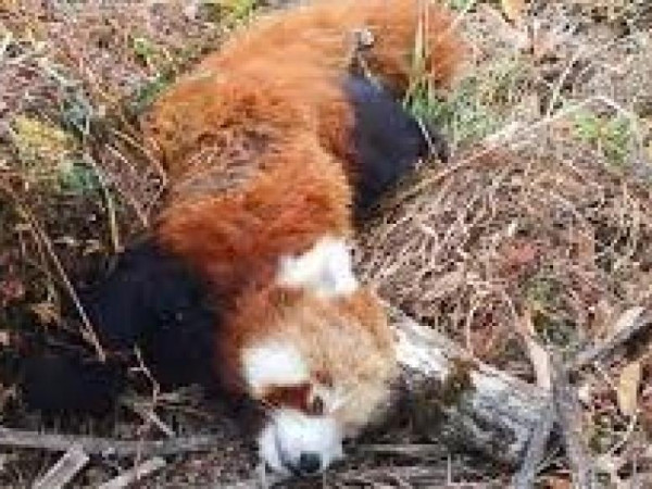 लोपोन्मुख वन्यजन्तु पोथी रेडपान्डा मृत फेला  