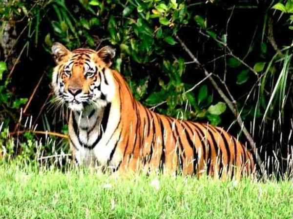 बर्दिया राष्ट्रिय निकुञ्जमा पाटेबाघको संख्या बृद्धि  