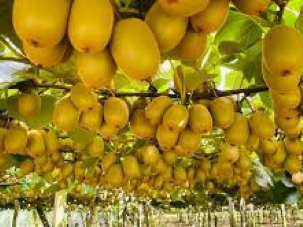 किवी फल उत्पादनमा बृद्धि बजार अभाव