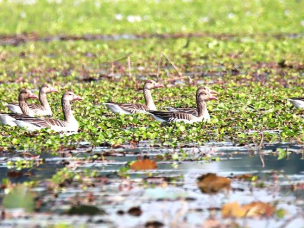 कञ्चनपुरको पुरैनीमा आइपुगे प्रवासी पन्छी कलहाँस