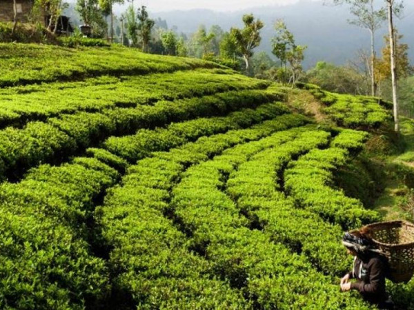 इलाममा चियाको पहिलो टिपाइ सुरु