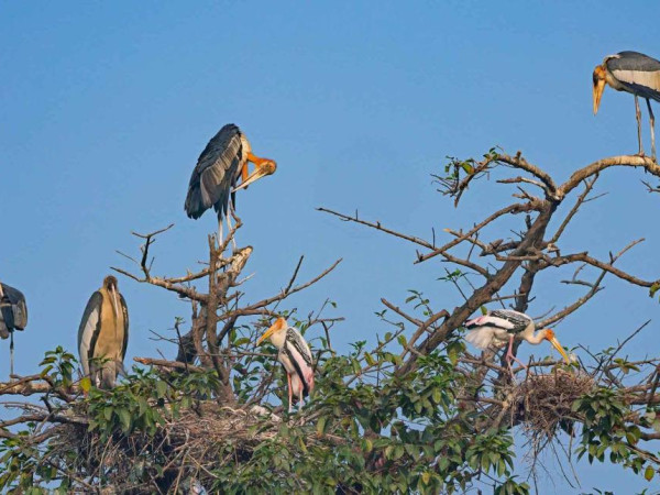 चितवन आएका आगन्तुक चरा बच्चा कोरल्दै