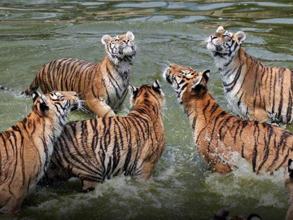 बाघ गणना गर्नका लागि सरकारले छुट्यायो २० लाख