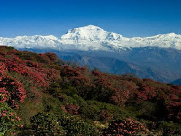‘पोथ्रे गुराँस’ ले अन्नपूर्ण पदमार्ग ढकमक्क