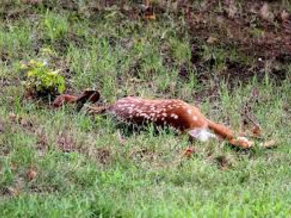 पूर्वी नवलपरासीको वनमा मृग मृत फेला
