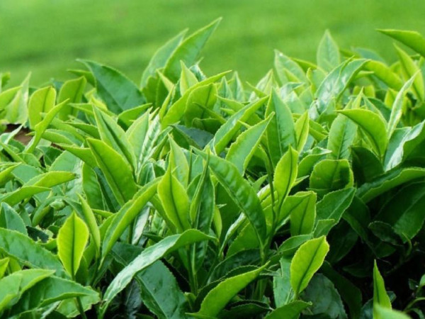 झापामा चिया परीक्षण प्रयोगशाला स्थापनाको पहल
