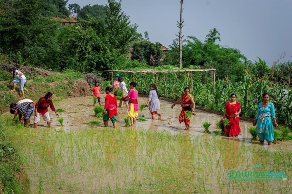 आज असार १५, राष्ट्रिय धान दिवस मनाइँदै