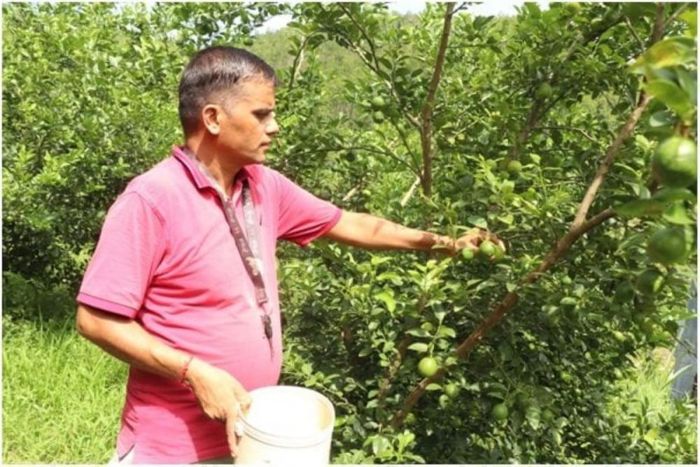 खाली जग्गा सदुपयोग गरी कागती खेती फष्टाउदैँ