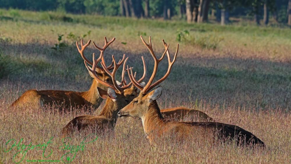 शुक्लाफाँटा राष्ट्रिय निकुञ्जमा बाह्रसिङ्गाको गणना हुँदै