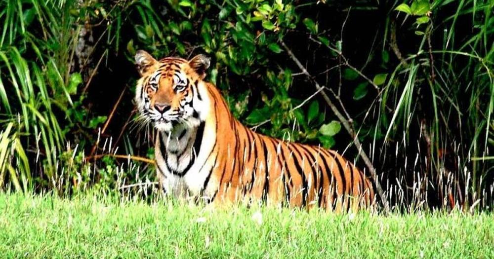 बर्दिया राष्ट्रिय निकुञ्जमा पाटेबाघको संख्या बृद्धि  