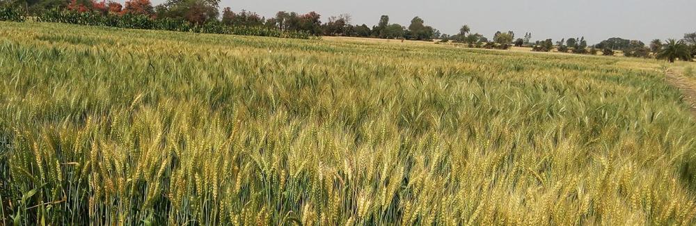 जौँ र उवाको म्याग्दीमा व्यावसायिक खेती