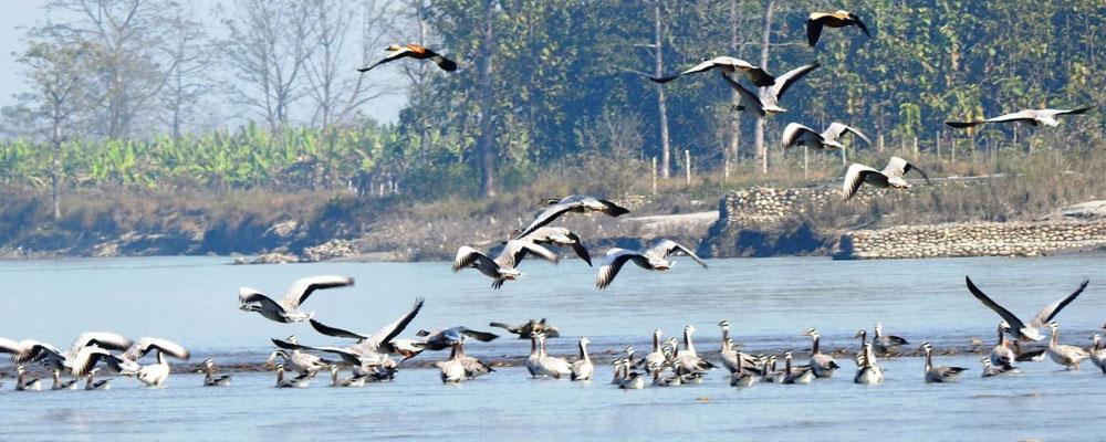 कोशीटापु वन्यजन्तु आरक्षमा भेटियो ७६ प्रजातिका चरा