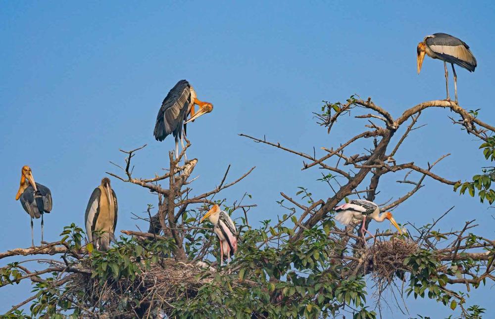 चितवन आएका आगन्तुक चरा बच्चा कोरल्दै