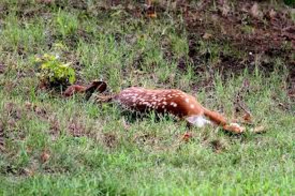 पूर्वी नवलपरासीको वनमा मृग मृत फेला